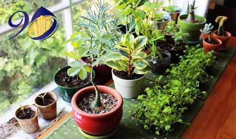 بهترین گیاهان آپارتمانی با نگهداری آسان